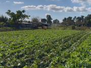 HECTAREAS EN VENTA ABASTO Y CASA 4 DORMITORIOS