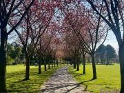 Herbert Park Lane, Ballsbridge, Dublin 4 is for rent