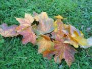 Herbstangebot: möblierte 1 RW