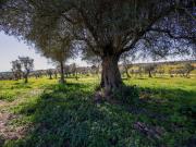 Herdade à venda em Alter do Chão, Alter do Chão