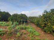 Herdade, Alcantarilha e Pêra, Silves | BPI Expresso...