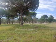 Herdade Bicas Comporta