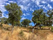 HERDADE COM 100 HECTARES E BASTANTE ARBORIZAÇÃO