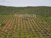 Herdade com 14 hectares e ruína em Moura