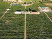 Herdade com 37hect Casa de Luxo no Redondo Évora