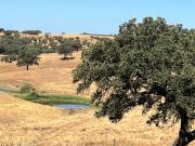 Herdade de 335 hectares com grande potencial agrícola,...