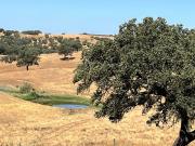 Herdade de 335 hectares com grande potencial agrícola,...