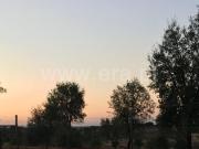 Herdade em Beja m² Panoias e Conceição