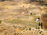 Herdade em Campo Maior com Olival