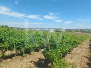 Quinta com Vinhas em Carvoeira *Torres Vedras