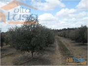 Herdade no Alentejo de Olival | 26034074049