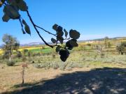 Herdade T5, Idanha A Nova e Alcafozes, Idanha a Nova |...
