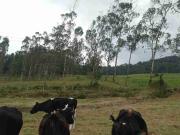 hermosa finca agropecuaria