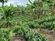 HERMOSA FINCA CAFETERA TECNIFICADA HERMOSA FINCA CAFETERA TECNIFICADA