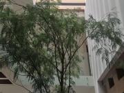 Hermosa Residencia en EL CAMPANARIO, 5 Recamaras, 5.5 Baños