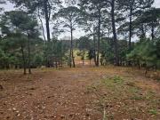 Hermoso terrenoen zona de bosque de mazamitla jalisco