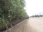 HERMOSOS LOTES DE TERRENO DESDE 2500m2 a USD$100 por m2