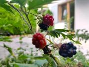 Hoher Wohngenuss in Innsbruck Arzl, 3 Zimmer Gartenwohnung