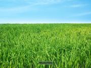 Holzung/Grünland provisionsfrei