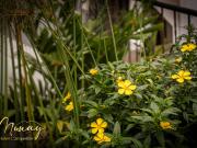 ✨ HOTEL CAMPESTRE EN RENTA Y VENTA – COMBIA, PEREIRA ✨ HOTEL CAMPESTRE EN RENTA Y VENTA – COMBIA, PEREIRA