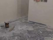 House for Rent Peshawar ID 27105