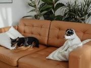 house with 5 bedroom, NERANG QLD 4221 DS83142790