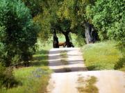 Houses in Vila Avila, Beja Gabinohome Houses in Vila Avila, Beja Gabinohome