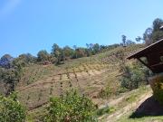 HUERTA DE AGUACATE SOBRE LA AUTOPISTA EN TZITZIO, MICHOACÁN