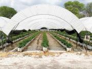 HUERTA DE ARANDANOS EN VENTA EN TZINTZUNTZAN, MICHOACAN