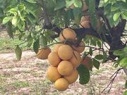 HUERTA DE CITRICOS EN VENTA EN GENERAL TERAN NUEVO LEON,... HUERTA DE CITRICOS EN VENTA EN GENERAL TERAN NUEVO LEON,...