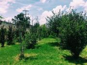 Huerta Jicalu en Venta – Entre León y Silao, a 5 Min de...