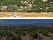 Huerta productora de limón en venta, con pozo propio