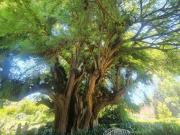 Huerta/Rancho en VENTA Villa Guerrero Ixtapan de la Sal...