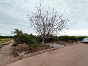 HUERTO DE NARANJAS EN PRODUCCIÓN
