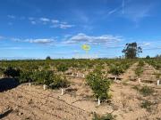 Huerto Venta Valencia