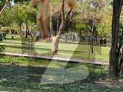 I 8 Corner Newly GROUND Portion 12 Marla For Rent