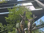 IB CM1490 Oficina en Renta en Colonia Roma Norte, 280 m2