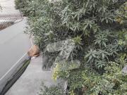 Ideal 202 Square Yards House Available In Gulshan e...