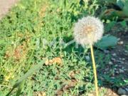 Ideal für Anleger: Provisionsfrei Ihr grüner Lifestyle...