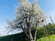 Ihr Grundstück für ganzjähriges Wohnen im Kleingarten