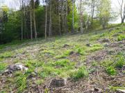 IHR TRAUMGRUNDSTÜCK WARTET AUF SIE KEIN BAUZWANG