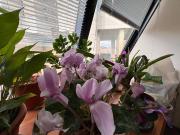 Immobile in affitto a Genova GE