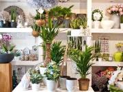 Immobile in affitto a Pisa PI