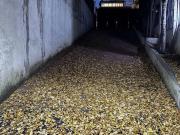 Immobile in affitto a Roma RM