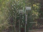 Immobile in asta di 123 m in vendita a Palombara Sabina