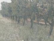 Immobile in asta di 7800 m in vendita a Rizziconi