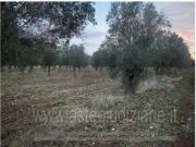 IMMOBILI ALTRA CATEGORIA Contrada masseria nuova, 74024...