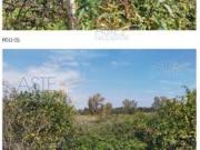 IMMOBILI ALTRA CATEGORIA Contrada primosole coda volpe