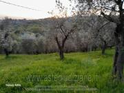 IMMOBILI ALTRA CATEGORIA Via aielle pastolica, 03013...