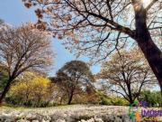 Imoveis em Alphaville